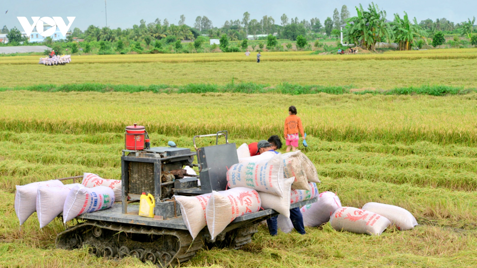 Rice exporters should diversify markets to minimise risks: conference